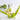 LX INDIA CItrus Juicer Anjali JL18D-G Lemon Squeezer with Opener Green