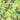 LX INDIA Bedsheet Divine Casa Cotton Bedsheet for Double Bed with 2 Pillow Cover (222 x 254 cm, Fresh Green, Floral)