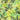 LX INDIA Bedsheet Divine Casa Cotton Bedsheet for Double Bed with 2 Pillow Cover (222 x 254 cm, Fresh Green, Floral)