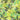 LX INDIA Bedsheet Divine Casa Cotton King Size Bedsheet with 2 Pillow Covers (270 X 270 cm, Fresh Green, Floral)