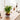 LX INDIA Self-watering plant pots Garden Art 3 layer Lucky Bamboo Live Plant With Self Watering Pot
