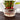LX INDIA Self-watering plant pots Garden Art 3 layer Lucky Bamboo Live Plant With Self Watering Pot