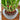 LX INDIA Self-watering plant pots Garden Art 3 layer Lucky Bamboo Live Plant With Self Watering Pot