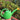 LX INDIA Spray Pump Ocean Mart Watering Can (Green 1.8 Litre) Plastic Green Water Can with Sprayer for Plants/Garden