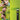 LX INDIA Trimmer Philips Oneblade Hybrid Trimmer&Shaver Zero Trim In One Stroke