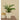 LX INDIA Self-watering plant pots Ugaoo Peace Lily Live Plant with Self Watering Pot - Spathiphyllum Plant Pack of 1