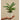 LX INDIA Self-watering plant pots Ugaoo Peace Lily Live Plant with Self Watering Pot - Spathiphyllum Plant Pack of 1