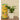 LX INDIA Self-watering plant pots Ugaoo Peace Lily Live Plant with Self Watering Pot - Spathiphyllum Plant Pack of 1