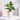 LX INDIA Self-watering plant pots Ugaoo Peace Lily Live Plant with Self Watering Pot - Spathiphyllum Plant Pack of 1