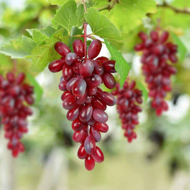 Crystu Hanging Artificial Brown Grapes with Leaves