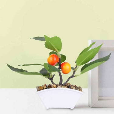 Ekhasa Orange Fruit Plant Pot