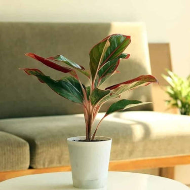 Garden Art Aglaonema Natural Live Indoor Plant with Pot