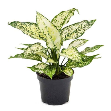 Garden Art live indoor plant (Aglaonema Snow White)