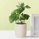 LXINDIA Plants Anko Mini Artificial Plant &amp; White Ceramic Pot