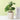 LXINDIA Plants Anko Mini Artificial Plant &amp; White Ceramic Pot