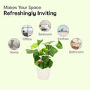 LXINDIA Plants Anko Mini Artificial Plant &amp; White Ceramic Pot