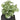 LX INDIA Plants BAARIG Natural Looking Artificial Money Plant (Off White)