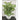 LX INDIA Plants BAARIG Natural Looking Artificial Money Plant (Off White)