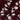 LX INDIA Bedsheet CG HOMES Bedsheet for Double Bed With 2 Pillow Cover (Brown with White Floral)