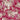 LX INDIA Bedsheet CG HOMES Bedsheet for Double Bed With 2 Pillow Cover (Red Flowers)