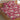 LX INDIA Bedsheet CG HOMES Bedsheet for Double Bed With 2 Pillow Cover (Red Flowers)