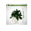 LXINDIA Plants fancymart Artificial Rubber Plant in 4 inch White Apple Pot