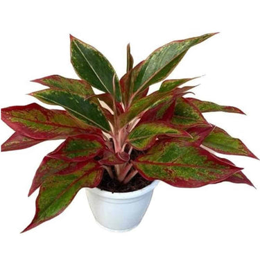 LXINDIA Plants Garden Art Aglaonema Natural Live Indoor Plant with Pot