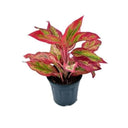 LXINDIA Plants Garden Art Aglaonema Natural Live Indoor Plant with Pot