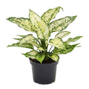 LXINDIA Plants Garden Art live indoor plant (Aglaonema Snow White)