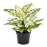 LXINDIA Plants Garden Art live indoor plant (Aglaonema Snow White)