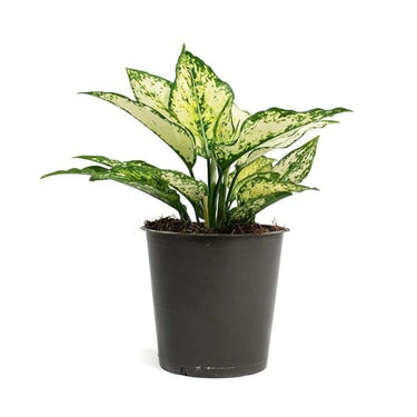 LXINDIA Plants Garden Art live indoor plant (Aglaonema Snow White)