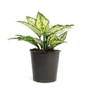 LXINDIA Plants Garden Art live indoor plant (Aglaonema Snow White)