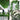 LX INDIA Plants Go Hooked Creepers Artificial Garland Money (Pack of 8)