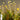 LX INDIA Fancy Lights Homehop Solar Light Outdoor Garden Waterproof Firefly Swaying 56LED,Crystal Ball Wireless Lamp