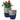LX INDIA Self-watering plant pots InHydro Combo of 2 Handy Self-Watering Pots (18*15 cm, Grey)