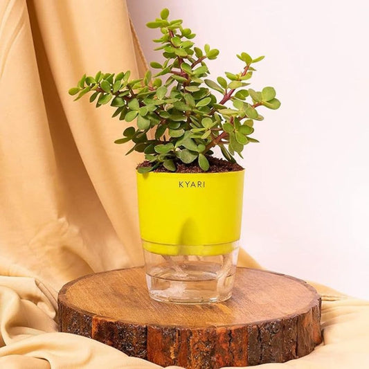 LX INDIA Self-watering plant pots KYARI Combo of 8 Self-Watering Pots for indoor plants (Green)