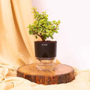 LXINDIA Plants KYARI Jade Plant Crassula Ovata Plants with Black Self Watering Pot