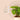 LX INDIA Self-watering plant pots KYARI Philodendron Broken Heart Live Indoor Plant with Grey Self Watering Pot Small
