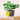 LX INDIA Self-watering plant pots KYARI Philodendron Broken Heart Live Indoor Plant with Grey Self Watering Pot Small