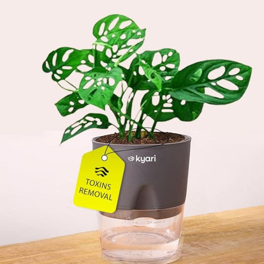 LX INDIA Self-watering plant pots KYARI Philodendron Broken Heart Live Indoor Plant with Grey Self Watering Pot Small