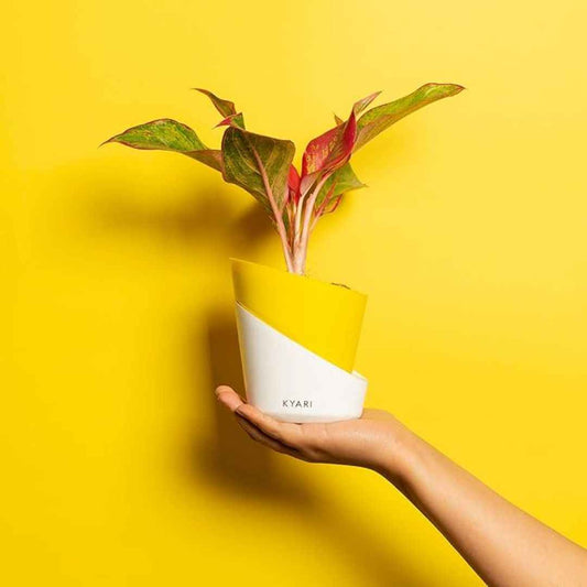 LX INDIA Self-watering plant pots KYARI Self-Watering Pots for Indoor Plants (Combo of 3, Lemon Yellow)