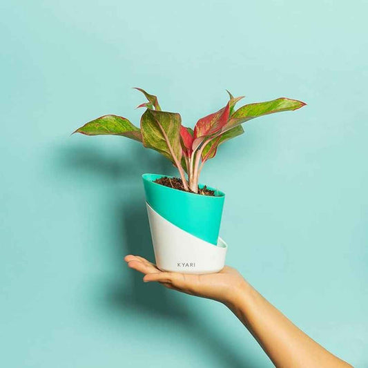 LX INDIA Self-watering plant pots KYARI Self-Watering Pots for Indoor Plants (Combo of 3, Turquoise Green)
