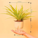 LXINDIA Plants KYARI Spider Indoor Plants with Cream Self Watering Pot