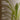LX INDIA Self-watering plant pots Kyari Spider Plant live indoor plant with Self Watering Metal Pot - Medium (5.5) Green