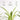LX INDIA Self-watering plant pots Kyari Spider Plant live indoor plant with Self Watering Metal Pot - Medium (5.5) Green