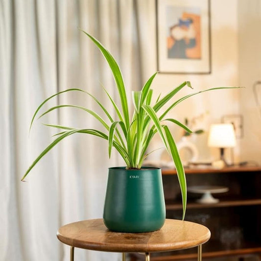 LX INDIA Self-watering plant pots Kyari Spider Plant live indoor plant with Self Watering Metal Pot - Medium (5.5) Green