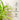 LX INDIA Self-watering plant pots Kyari Spider Plant live indoor plant with Self Watering Pot - Oval Pot (4) Beige Grey