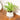 LX INDIA Self-watering plant pots Kyari Spider Plant live indoor plant with Self Watering Pot - Oval Pot (4) Beige Grey