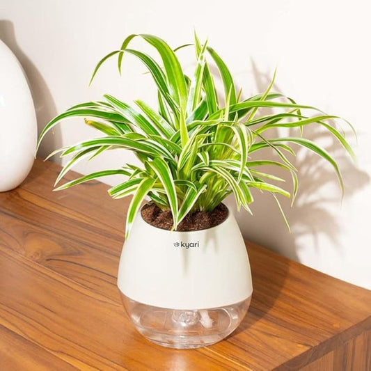 LX INDIA Self-watering plant pots Kyari Spider Plant live indoor plant with Self Watering Pot - Oval Pot (4) Beige Grey