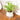 LX INDIA Self-watering plant pots Kyari Spider Plant live indoor plant with Self Watering Pot - Oval Pot (4) Beige Grey